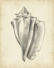 Antique Shell Study IV