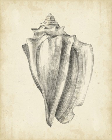 Antique Shell Study IV