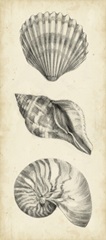 Antique Shell Study Panel I