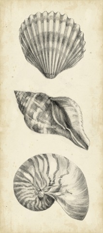Antique Shell Study Panel I