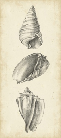 Antique Shell Study Panel II