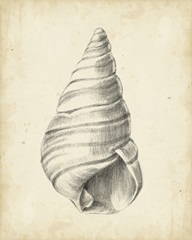Antique Shell Study V