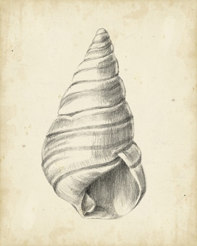 Antique Shell Study V