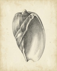 Antique Shell Study VI