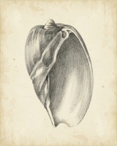 Antique Shell Study VI