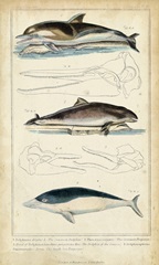 Antique Whale and Dolphin Study II