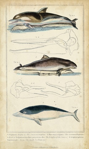 Antique Whale and Dolphin Study II