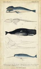Antique Whale and Dolphin Study III