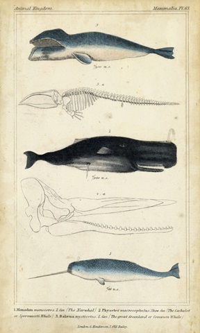 Antique Whale and Dolphin Study III