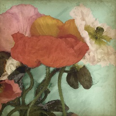 Aquatic Poppies II