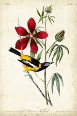 Audubon Bird and Botanical I