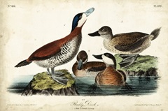 Audubon Ducks II
