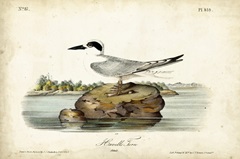 Audubon Havells Tern