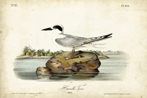 Audubon Havells Tern