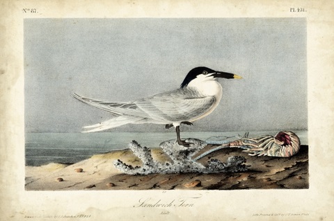 Audubon Sandwich Tern