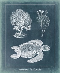 Azure Sea Turtle Study I