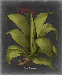 Besler Dramatique III