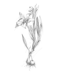 Botanical Sketch I