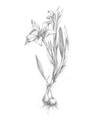Botanical Sketch I