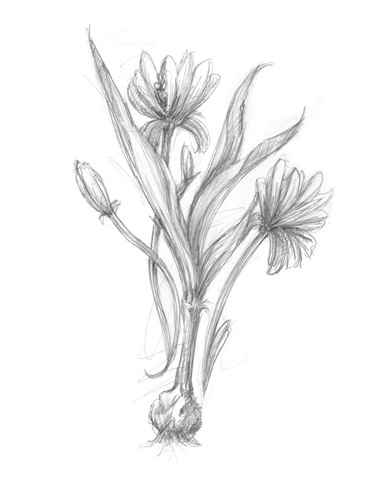Botanical Sketch III