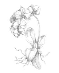 Botanical Sketch V