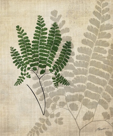 British Ferns II