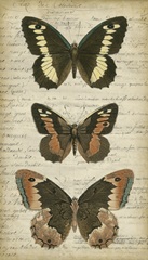 Butterfly Script I