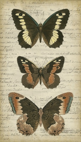 Butterfly Script I