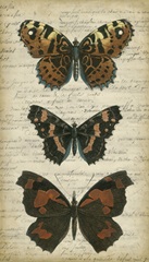 Butterfly Script II