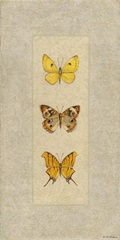 Butterfly Trio I
