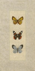 Butterfly Trio II