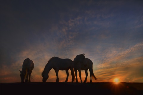 Camargue Sunrise