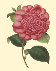 Camellia Garden I