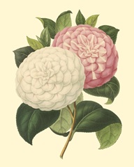 Camellia Garden IV