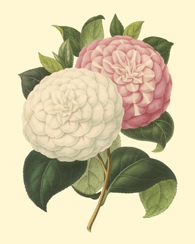 Camellia Garden IV