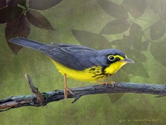 Canada Warbler