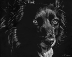 Canine Scratchboard XXI