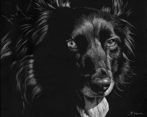 Canine Scratchboard XXI