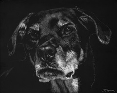 Canine Scratchboard XXII