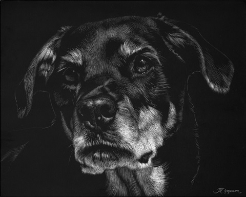 Canine Scratchboard XXII