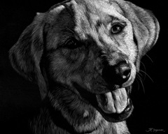 Canine Scratchboard XXIII