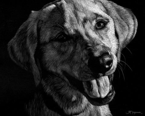 Canine Scratchboard XXIII