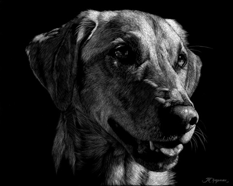 Canine Scratchboard XXIV