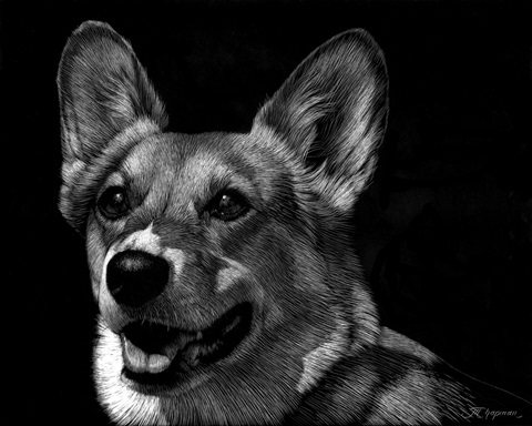 Canine Scratchboard XXIX