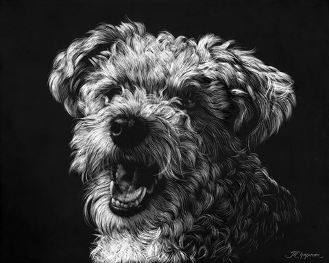 Canine Scratchboard XXV