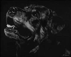 Canine Scratchboard XXVII
