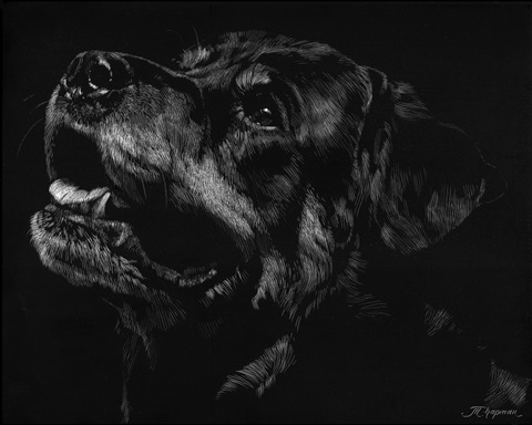 Canine Scratchboard XXVII
