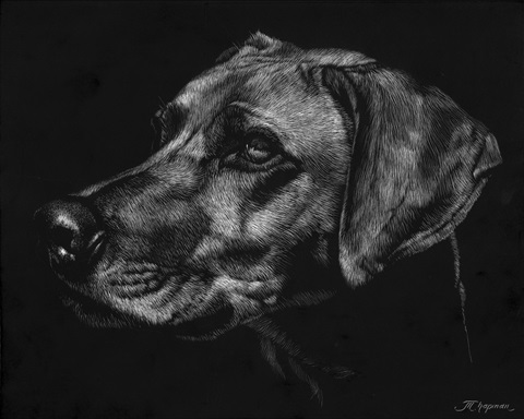 Canine Scratchboard XXVIII