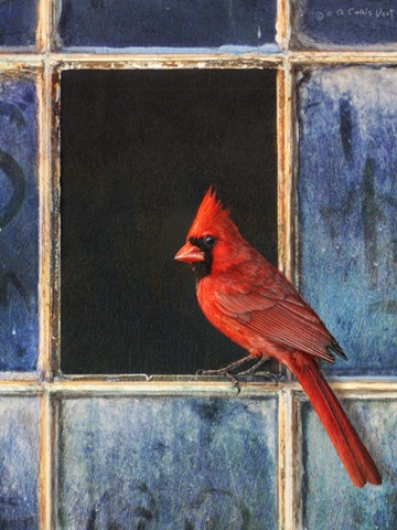 Cardinal Window