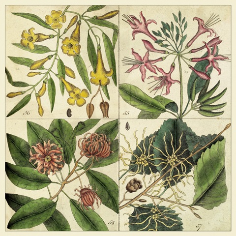 Catesby Botanical Quadrant I